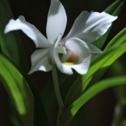 白蘭花美容護(hù)膚的神奇功效與注意事項(xiàng)