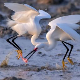 如何正確進(jìn)行<strong>美容</strong>護(hù)膚步驟和手法？教你通過視頻學(xué)會(huì)！